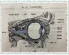 疤痕眼睑退缩图片大全