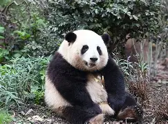 猫坐车表情包-开云体育下载